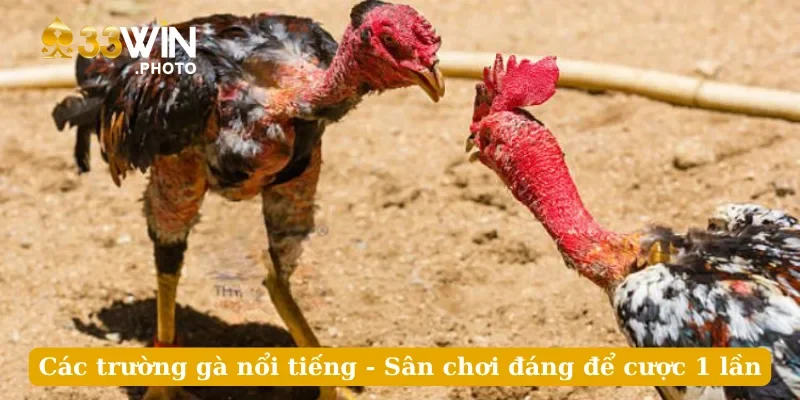 Các Trường Gà Nổi Tiếng - Sân Chơi Đáng Để Cược 1 Lần